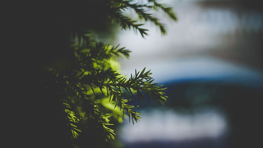 closeup photography of pine tree, shallow focus photography of green leaf HD wallpaper