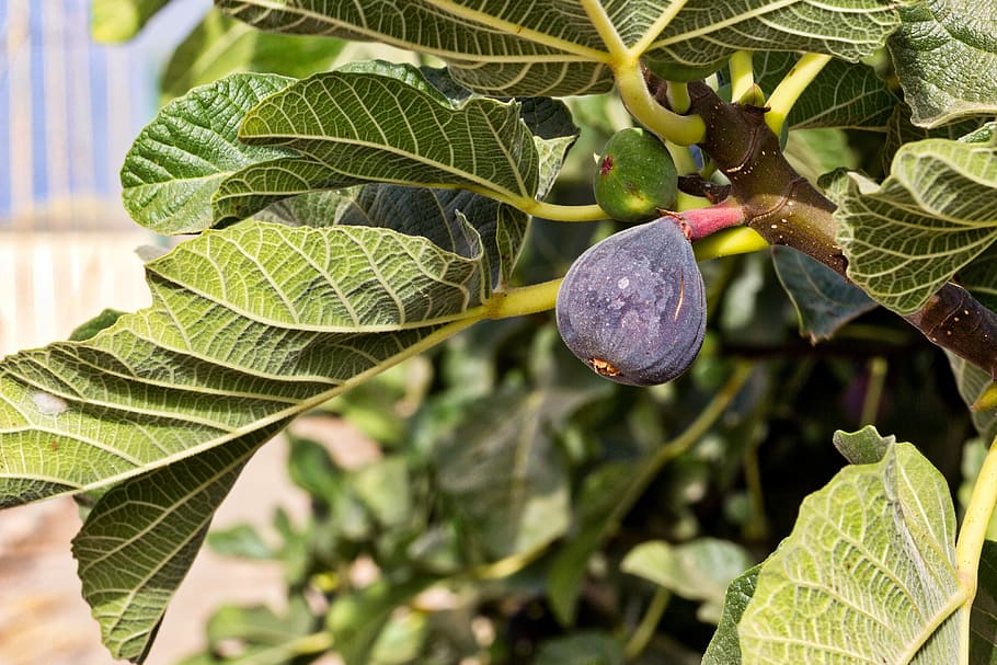 fig, fig tree, fruit, sweet, nature, mature, mediterranean HD wallpaper