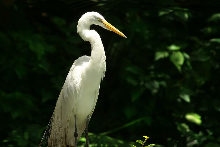 heron, bird, environment, nature, wildlife, animal, egret, beak, HD wallpaper