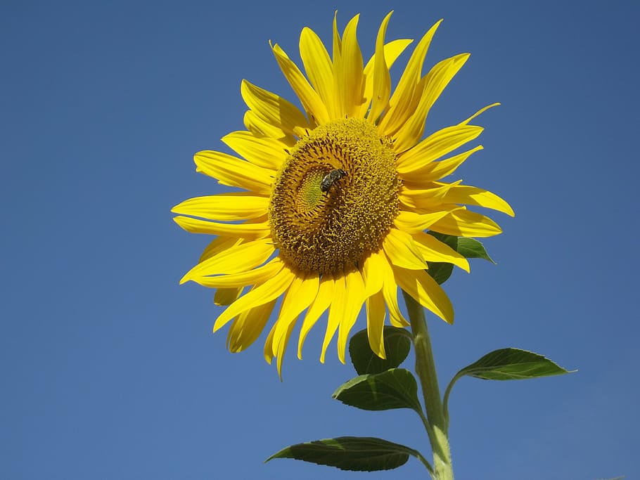 sunflower, bee, yellow, summer, summer flowers, nature, floral HD wallpaper