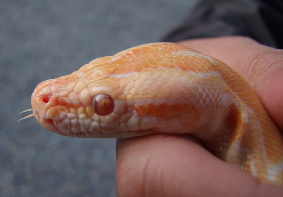snake, reptile, corn snake, animal, nature, wildlife, human hand HD wallpaper