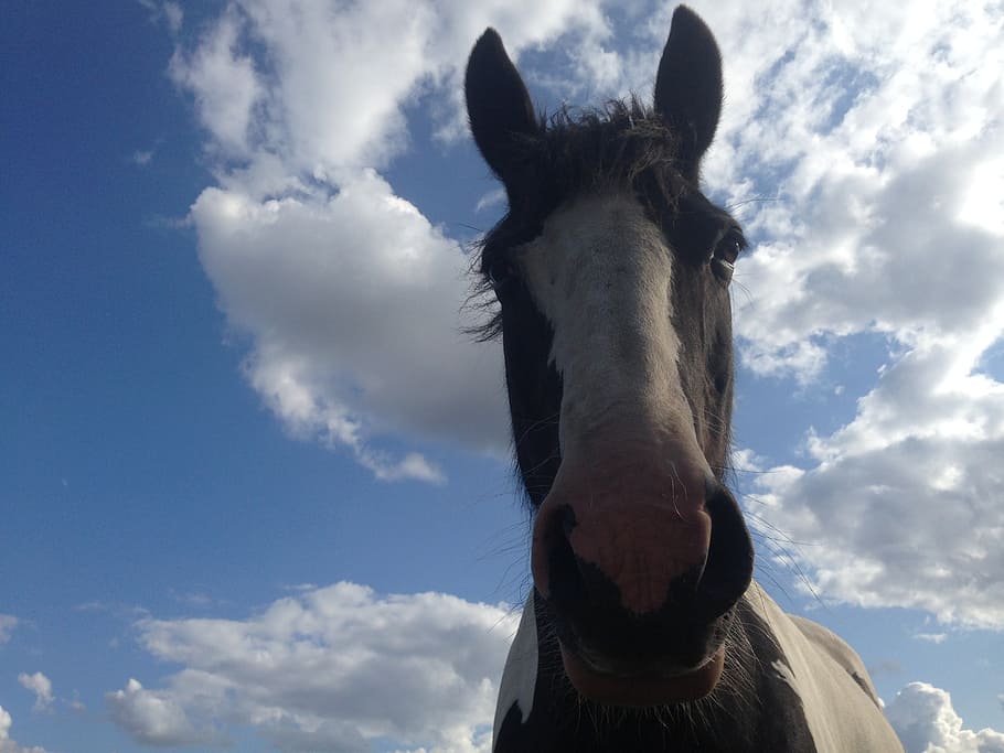 horse, piebald, paint, cob, mare, sky, clouds, equestrian, equine HD wallpaper
