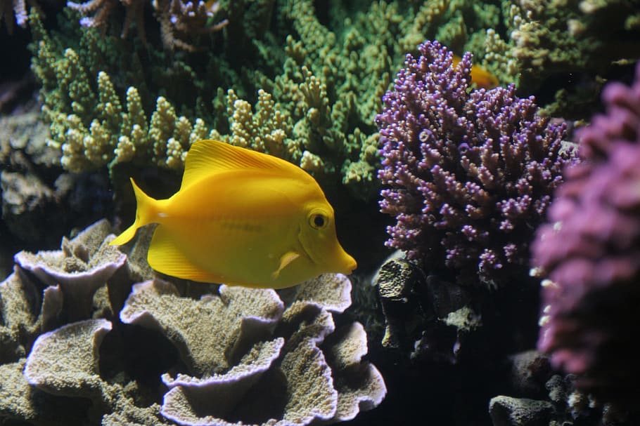 yellow fish near coral reef, tropical, ocean, sea, water, underwater HD wallpaper