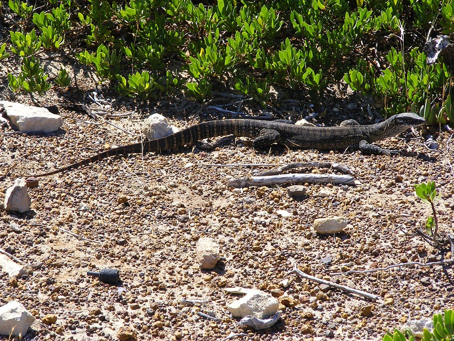 lizard, reptile, scaly, dragon, cold blooded animals, wild HD wallpaper