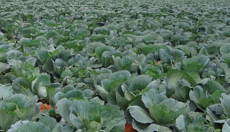 cabbage, crop, field, vegetable, india, agriculture, farm, food HD wallpaper