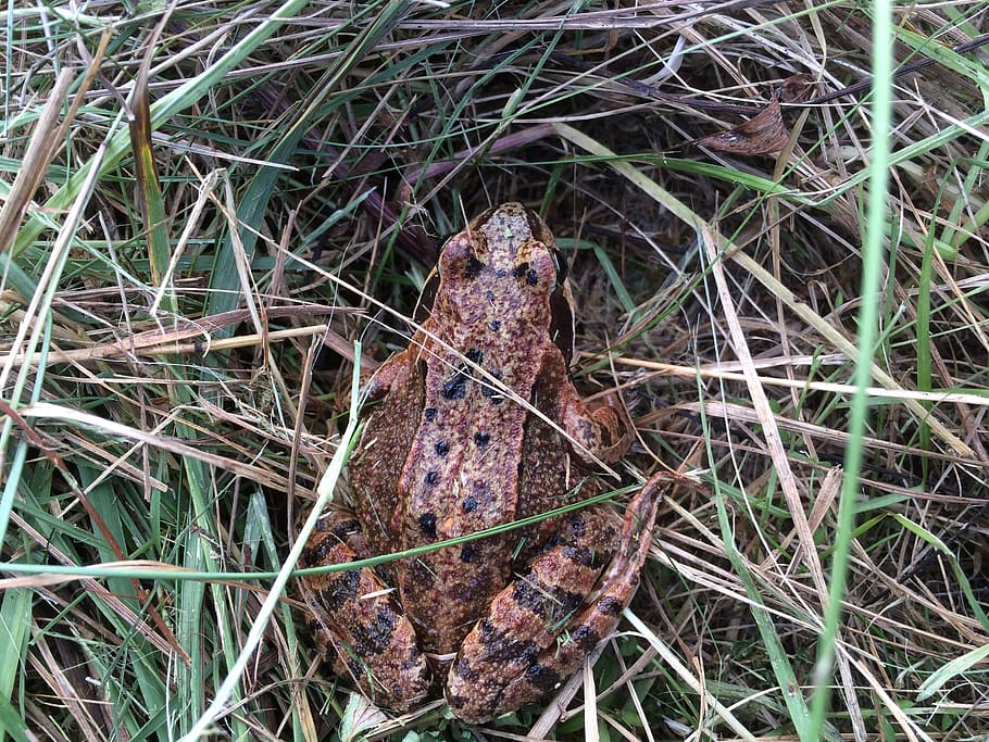 toad, grass, amphibians, frog, autumn, common toad, plant, land HD wallpaper