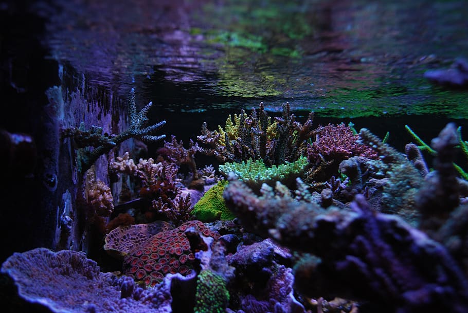 reef tank, sps, corals, water, sea, sea life, underwater, animals in the wild HD wallpaper
