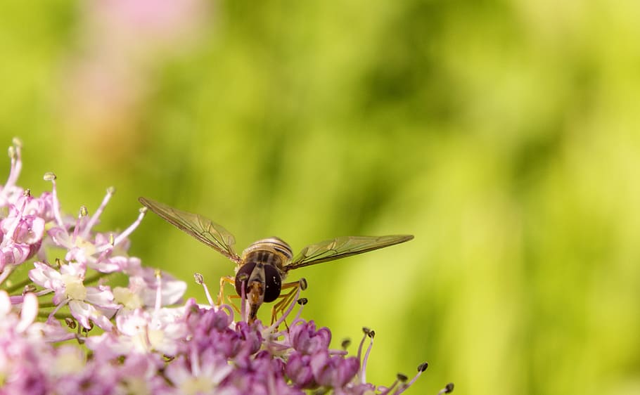 insect, hover fly, flower, nature, macro, rose flower, green HD wallpaper