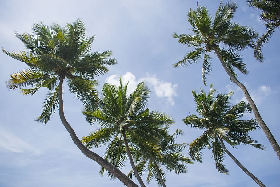 Tree, Background, Blue Sky, cocount tree, coconut tree, kerala HD wallpaper