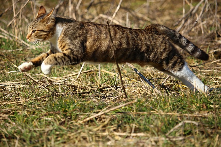 brown tabby cat running during day time, kitten, mackerel, young cat HD wallpaper