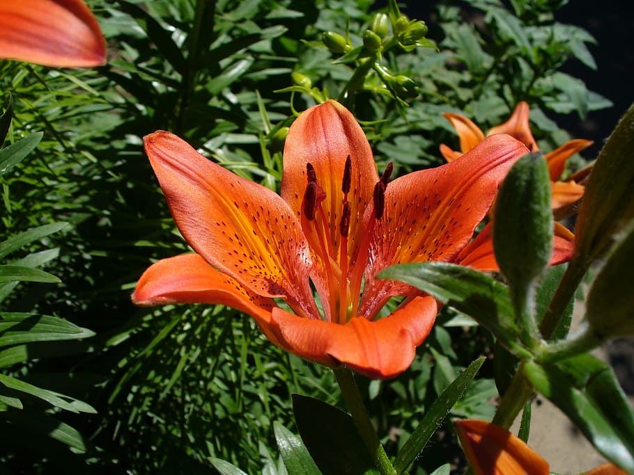 Flower, Lily, Desktop, freshness, growth, plant, nature, flower head HD wallpaper