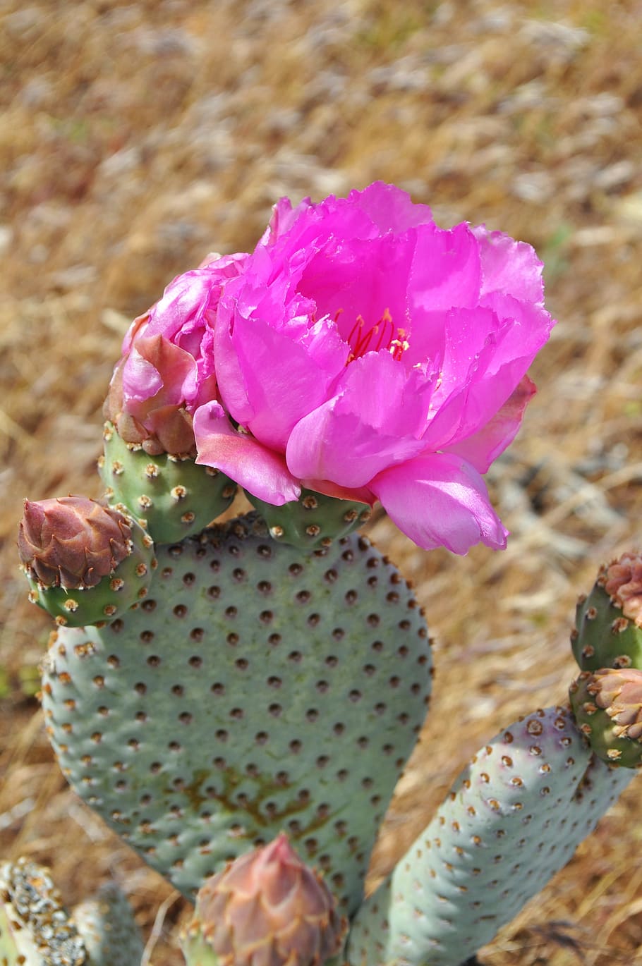 close-up photo of pink cactus flower, cacti, desert, plant, succulent