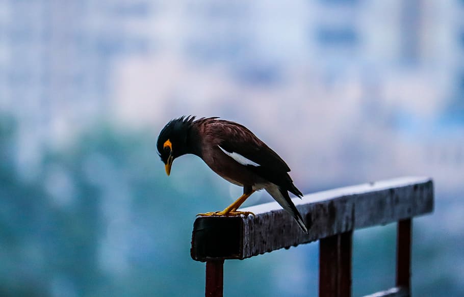 Bird, Cloudy, Sky, Blue, Cityscape, skyscraper, morning, one animal HD wallpaper