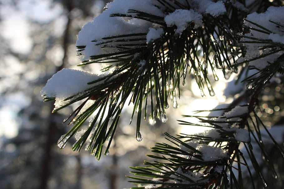 tree, winter, outdoors, pines, nature, plant, frost, drop, snow HD wallpaper