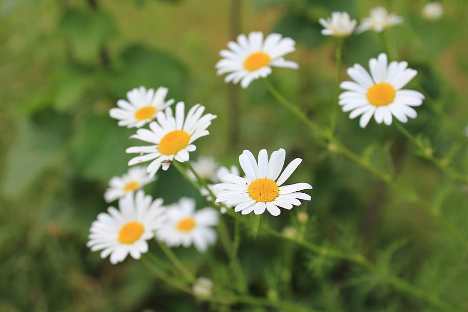 daisies, pointed flower, white, flowering plant, freshness HD wallpaper