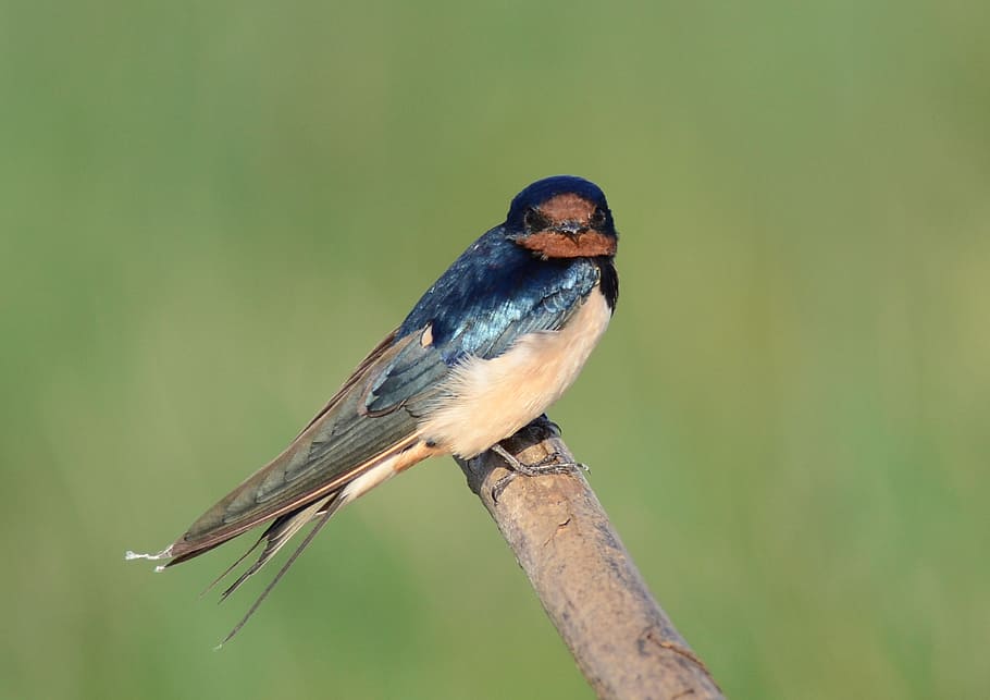 bird, small, nature, cute, branch, wildlife, animal, bird Watching HD wallpaper