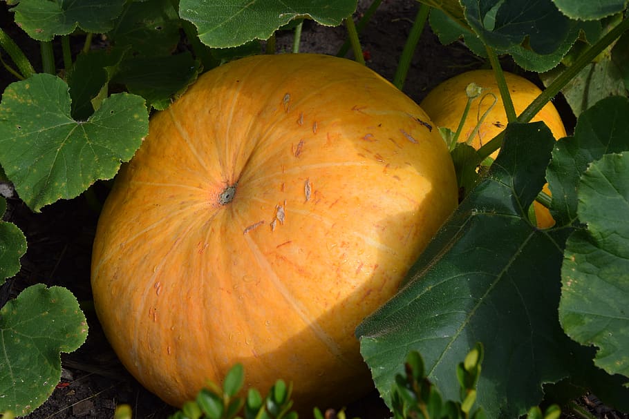 food, fruit, leaf, fall, flora, vegetable, agriculture, season HD wallpaper