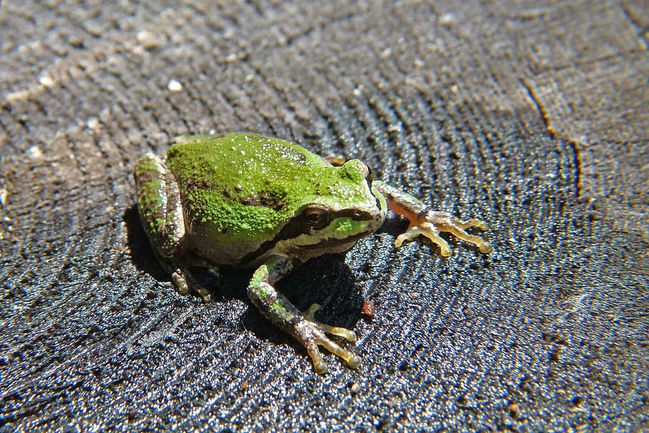 Green, Tree Frog, Amphibian, tiny, animal, macro, nature, wildlife, HD wallpaper