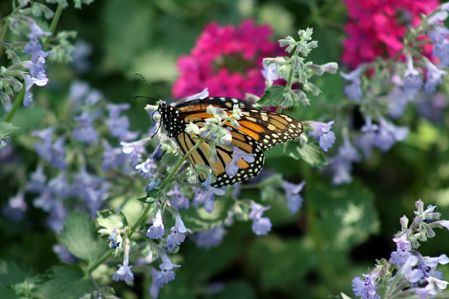butterfly, flower, spring, nature, animal themes, insect, flowering plant HD wallpaper