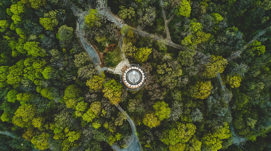 aerial view, forest, growth, nature, road, trees, woods, green color HD wallpaper