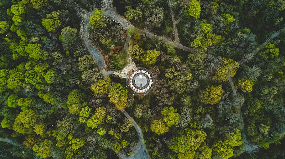 bird's eye view of forest, arial view of trees, Lonely Island HD wallpaper