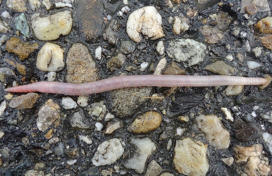 earthworm, wet, moist, patch, water, line, tortuous, asphalt HD wallpaper