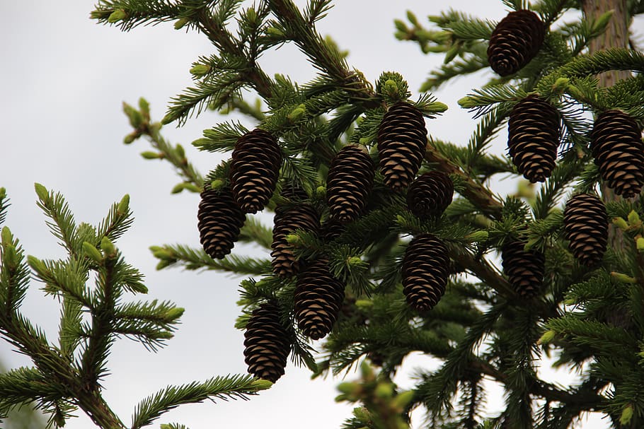 cones, conifer, krupnyj plan, plant, tree, growth, beauty in nature HD wallpaper