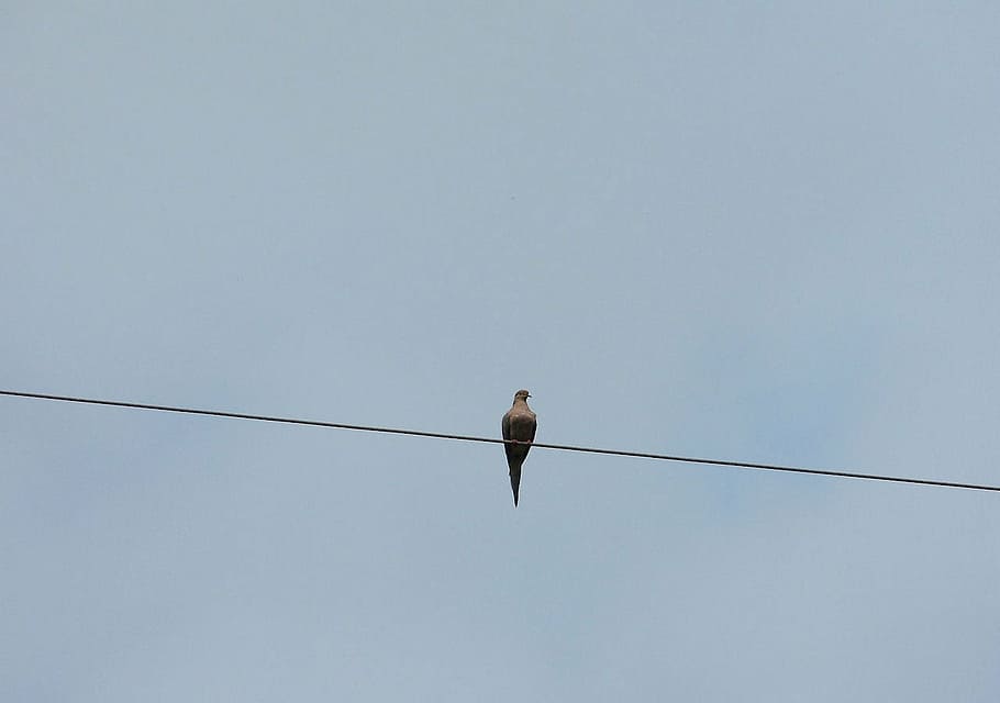 animals, nature, bird, wire, pigeon, sky, cable, animals in the wild HD wallpaper