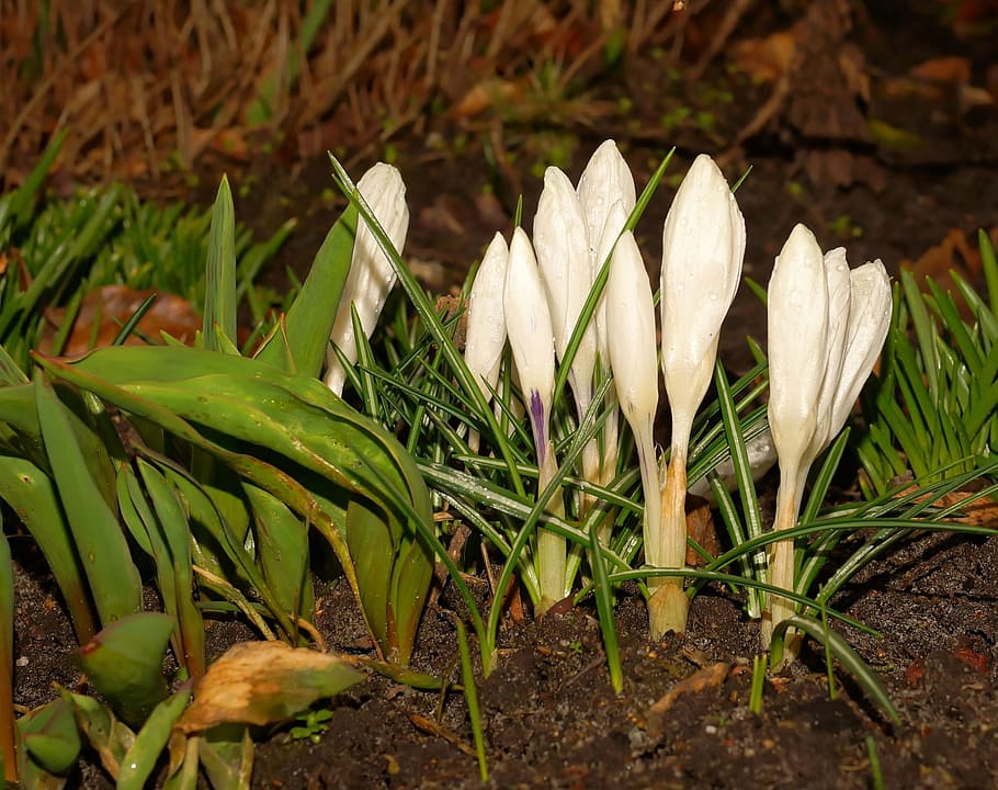 crocus, flowers, bloom, spring flowers, plant, march, close HD wallpaper