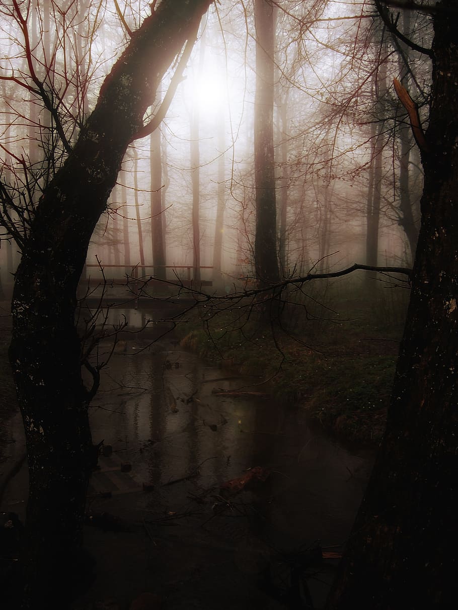 silhouette of trees, forest, fog, glade, bach, bridge, atmosphere HD wallpaper