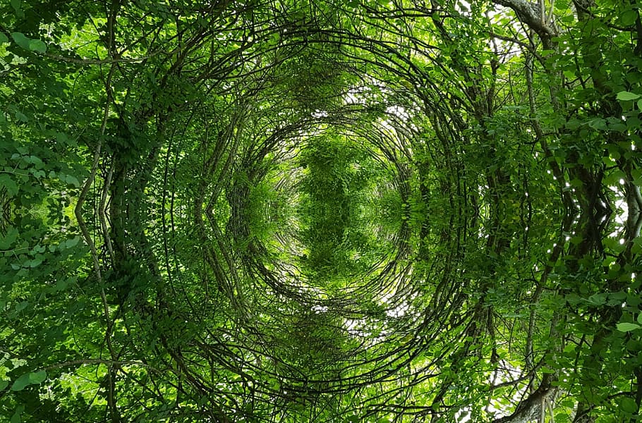 jungle, forest, nature, cross tree, plant, growth, green color HD wallpaper