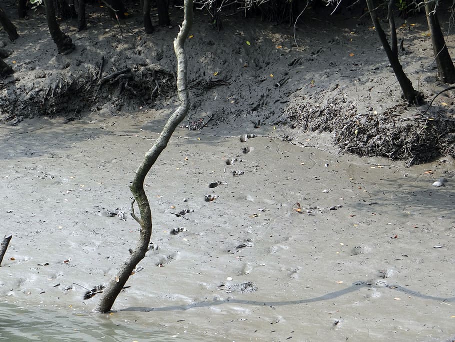 pug marks, mud, tiger, bengal, footprint, sundarbans, swamp, HD wallpaper