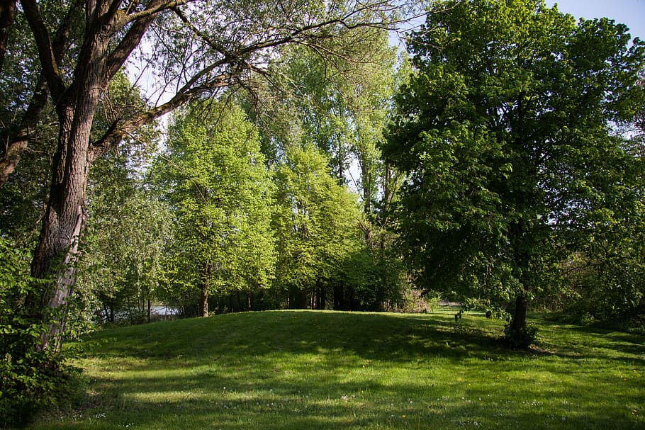 Forest, Park, Landscape, Nature, Summer, tree, green color HD wallpaper