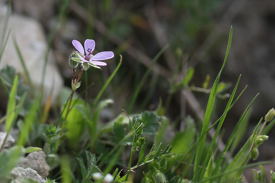 flower, pink, wild, spring, supplies, beauty, petals, flowering plant HD wallpaper