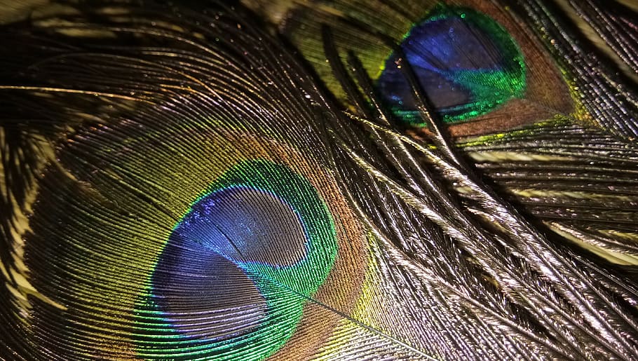 feather, peacock, bird, nature, pattern, close-up, peacock feather HD wallpaper