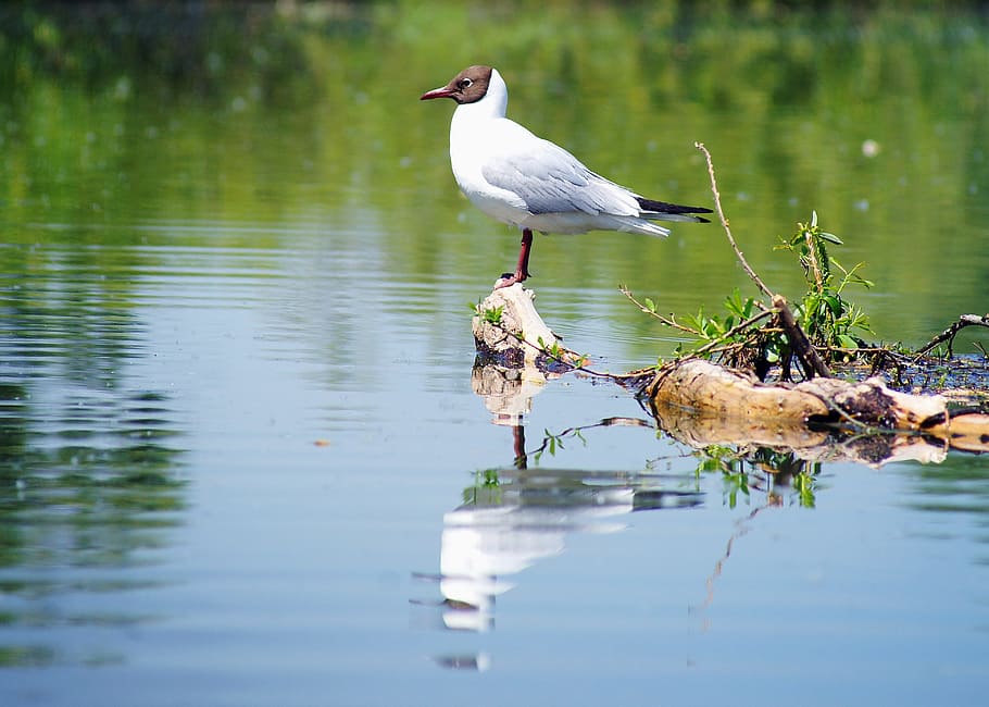 seagull, water, nature, summer, bird, river, sitting on the water