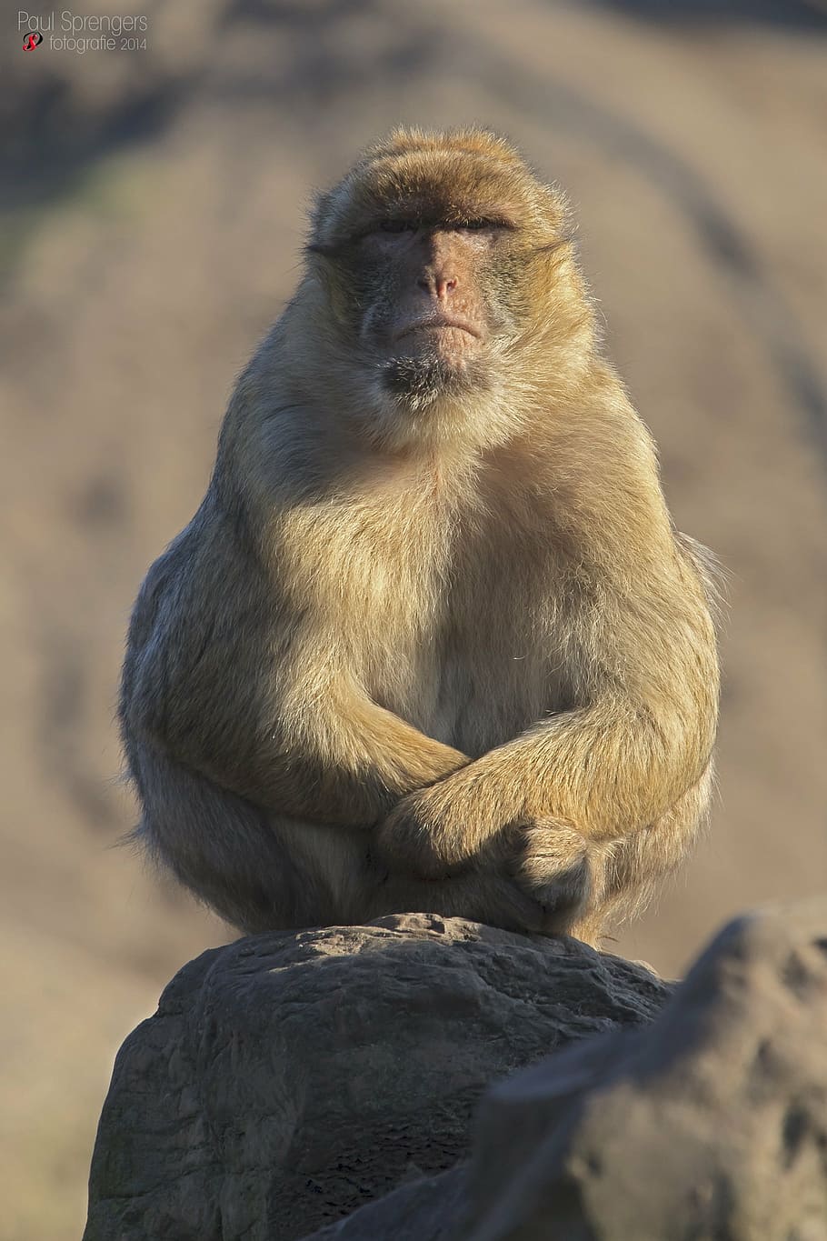 monkey, monkeys, zoo, primate, animal wildlife, animals in the wild HD wallpaper