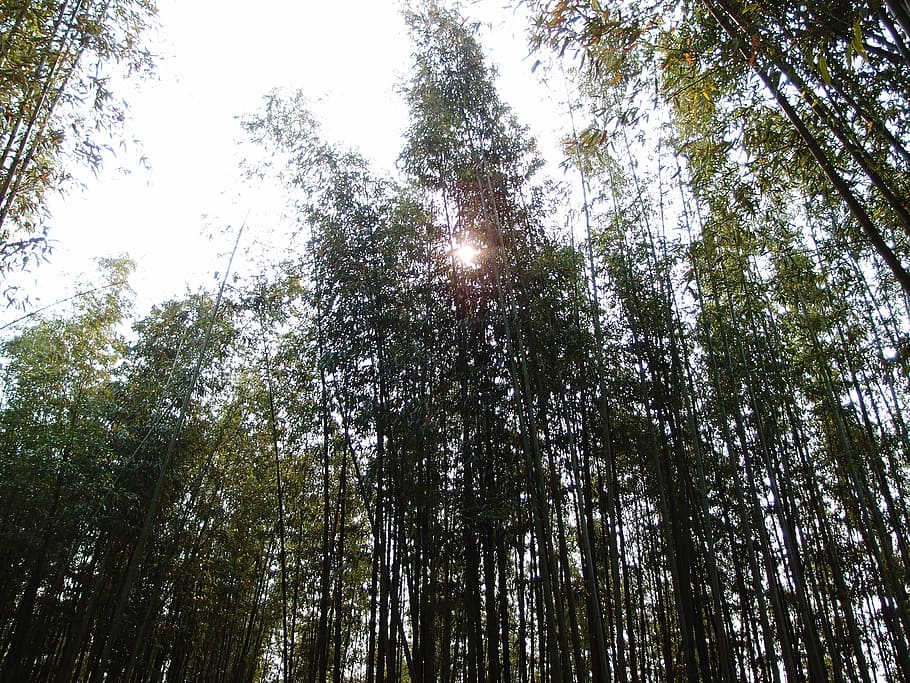 bamboo, sun, nature, day, plant, green, sky, tree, low angle view HD wallpaper