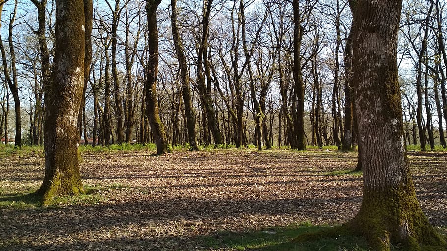 oak trees, spring, foloi forest, hellas, plant, trunk, tree trunk HD wallpaper
