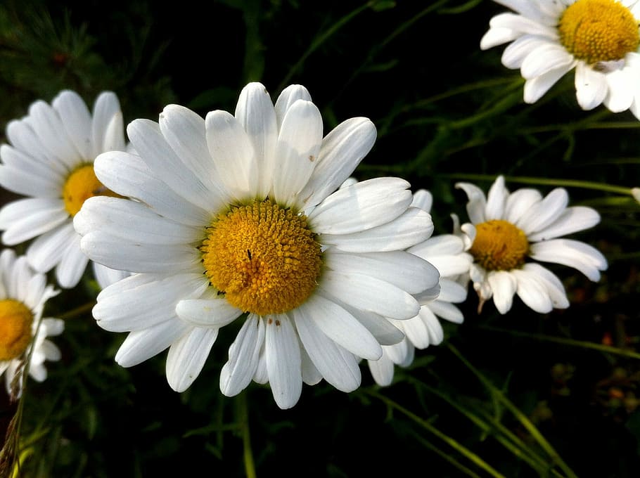 Daisy, Spring, Meadow, White, Nature, plant, close, bloom, flower HD wallpaper