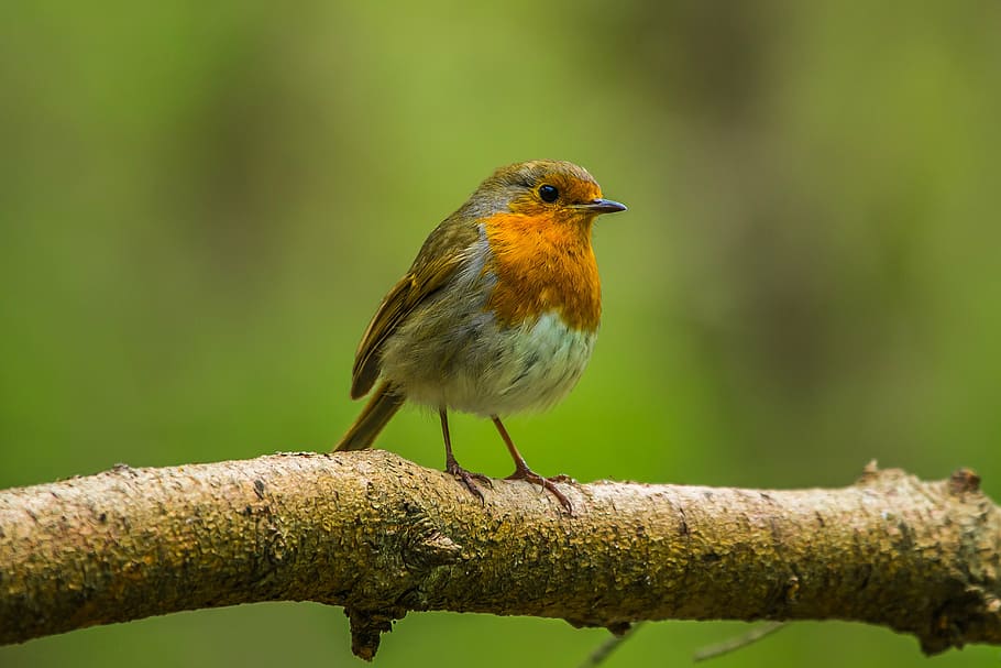 gray and orange bird perched on tree, redbreast, nature, spring HD wallpaper