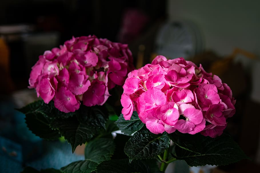 hydrangea, flower, spring, garden, flowering plant, beauty in nature HD wallpaper