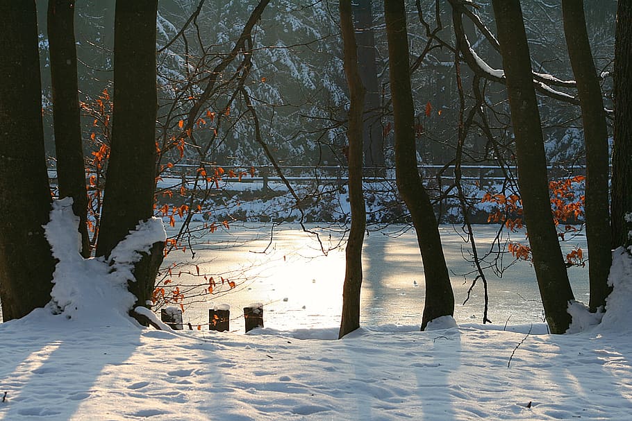 tree, winter, nature, snow, ice, lake, cold temperature, plant HD wallpaper