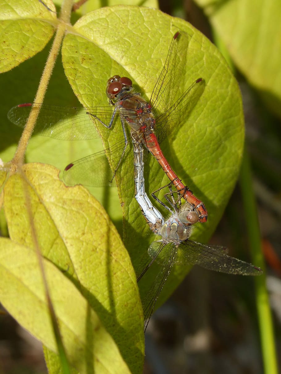 Dragonflies, Couple, Copulation, insects mating, leaf, detail HD wallpaper
