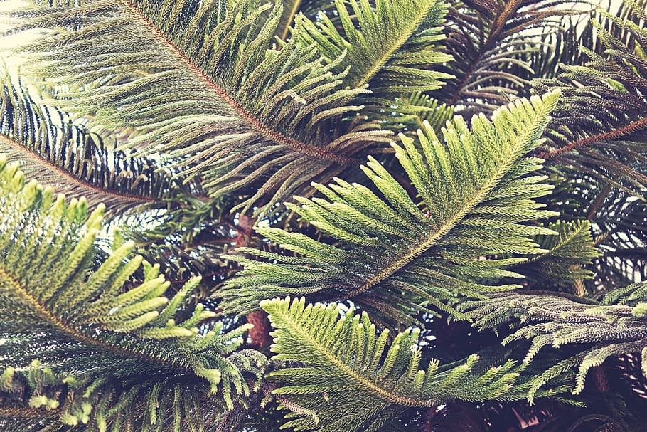 tree, plant, flora, botany, growth, vegetation, green, nature HD wallpaper