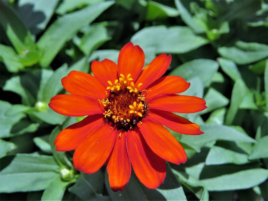 Flower, Orange, Rust, Yellow, Green, garden, petal, orange color HD wallpaper