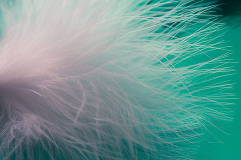 close up photo of white feathers, ease, airy, spring dress HD wallpaper