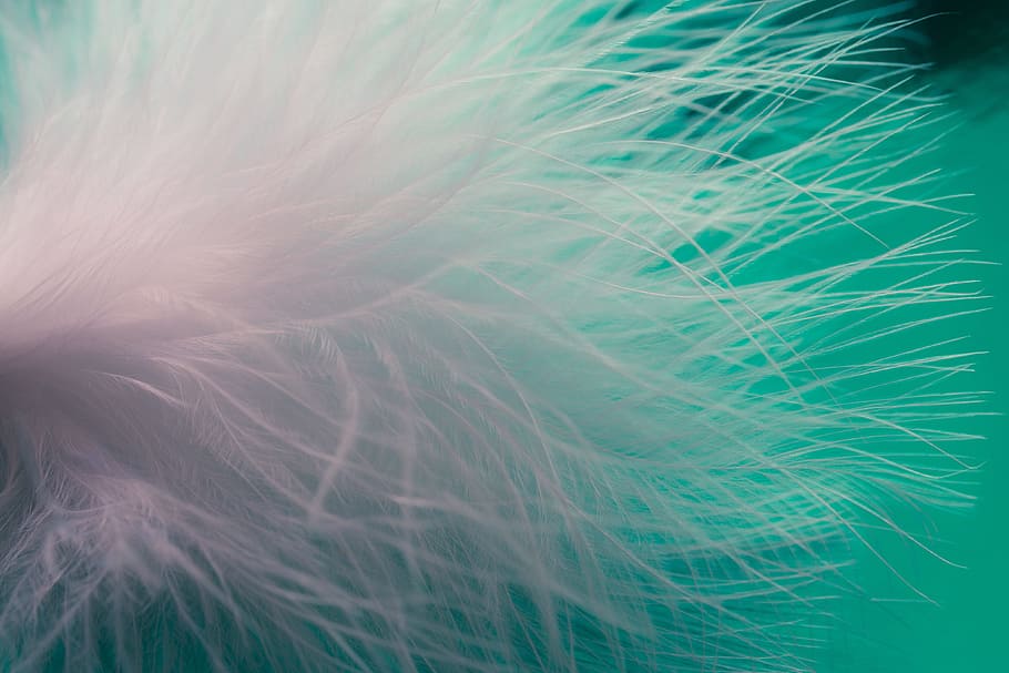 close up photo of white feathers, ease, airy, spring dress HD wallpaper