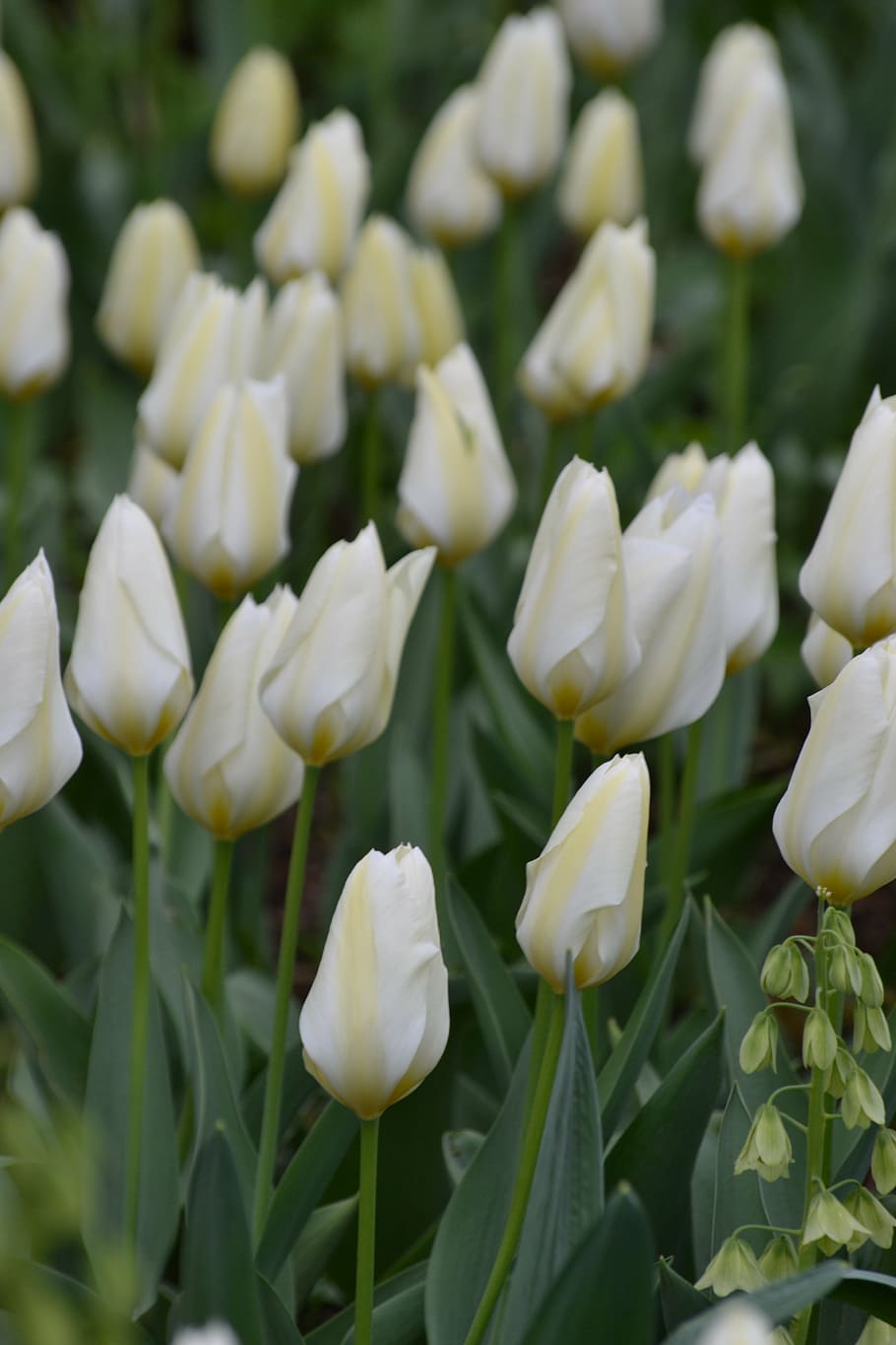 tulip, white, white flower, spring, spring awakening, garden HD wallpaper