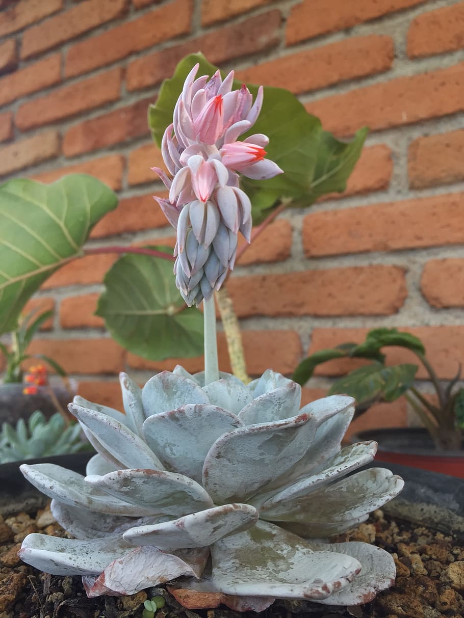 green succulent plant, Nature, Garden, decoration, flower, floral